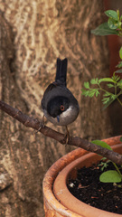 Curruca melanocephala