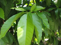 Graphium agamemnon agamemnon