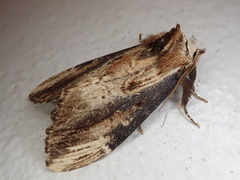 Hexafrenum leucodera