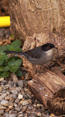 Curruca melanocephala