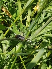 Cantharis fusca