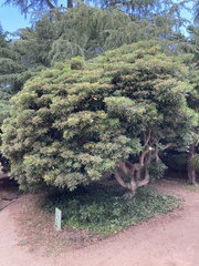 Pittosporum tobira