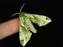 Callambulyx tatarinovii