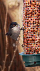 Curruca melanocephala