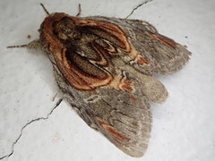 Peridea aliena