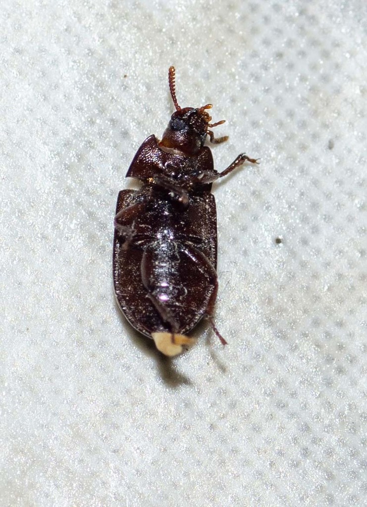 Darkling Beetles from Central Macedonia, Greece on May 29, 2021 at 09