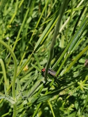 Cantharis fusca