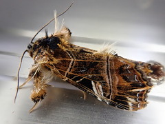 Callopistria repleta