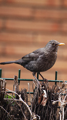 Turdus merula