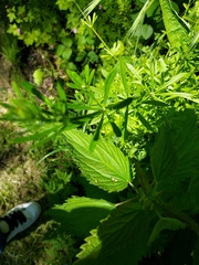 Galium aparine