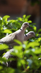 Streptopelia decaocto