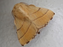 Malacosoma neustria