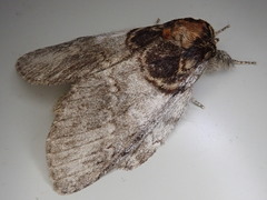 Peridea rotundata