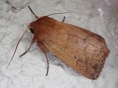 Mythimna turca