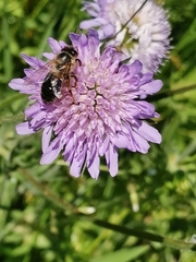 Apis mellifera