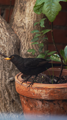Turdus merula
