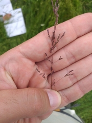 Poa trivialis sylvicola