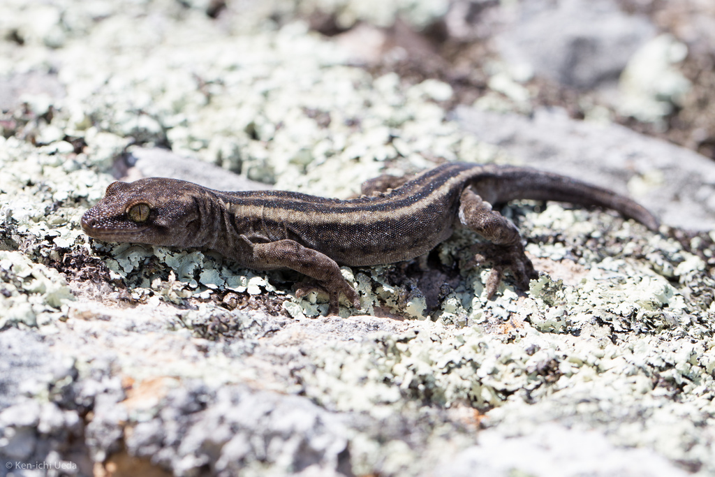 Canterbury Gecko