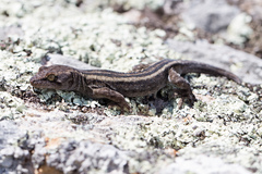 Canterbury Gecko photo 2