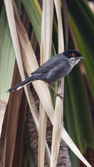 Curruca melanocephala