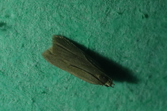 Acompsia cinerella