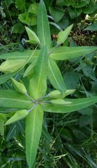 Euphorbia lathyris