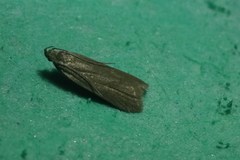 Acompsia cinerella