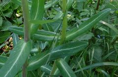 Euphorbia lathyris