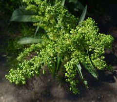 Rumex