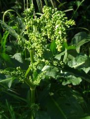 Rumex
