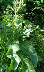 Rumex