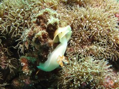 Hypselodoris bullockii