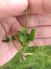 Ranunculus neapolitanus