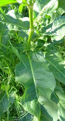 Rumex