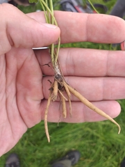 Ranunculus neapolitanus