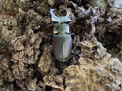 Lucanus cervus
