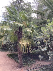 Trachycarpus