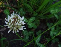 Trifolium repens