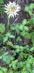 Trifolium repens