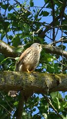 Falco tinnunculus