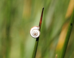 Helicella itala