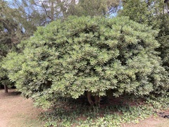 Pittosporum tobira
