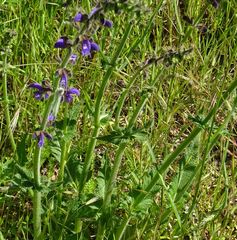 Salvia pratensis