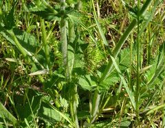Salvia pratensis