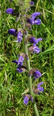 Salvia pratensis