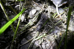 Egaenus convexus