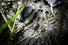 Egaenus convexus