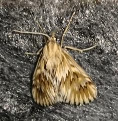 Cynaeda dentalis