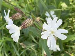 Silene latifolia