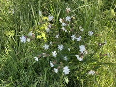 Silene latifolia